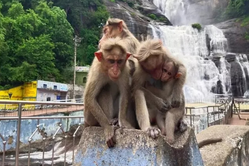 குற்றாலத்தில் குரங்கு பறித்து சென்ற சாவியை நூதன முறையில் மீட்ட போலீஸ்காரர்